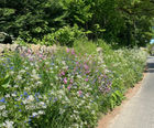 MW11 Partial Shade Seed Mixture (100% Wildflowers)