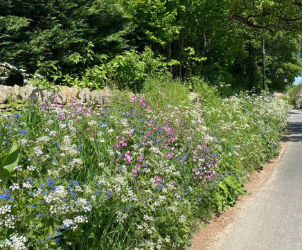MW11 Partial Shade Seed Mixture (100% Wildflowers)