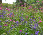MW10 Woodland Shade Seed Mixture (100% Wildflowers)