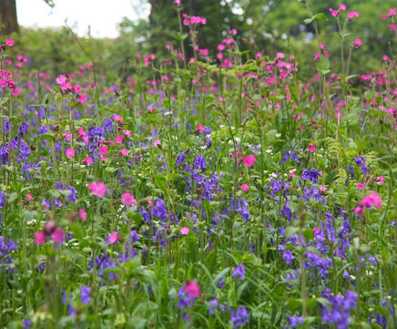 MW10 Woodland Shade Seed Mixture (100% Wildflowers)