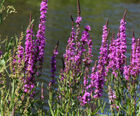 MW7 Pond/River Edge Seed Mixture (100% Wildflowers)