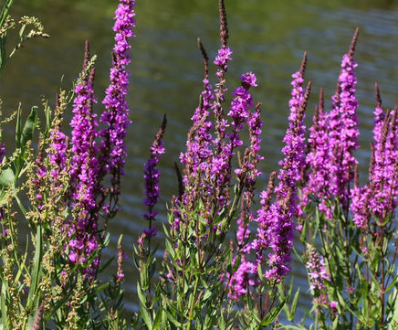 MW7 Pond/River Edge Seed Mixture (100% Wildflowers)