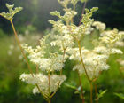 MW6 Wetland Soil Seed Mixture (100% Wildflowers)