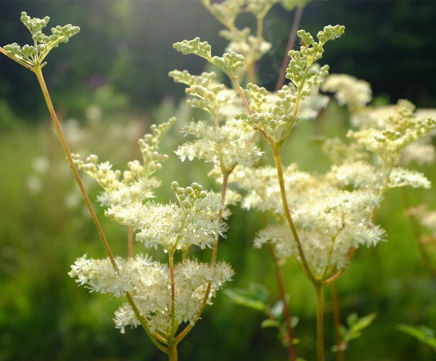 MW6 Wetland Soil Seed Mixture (100% Wildflowers)