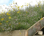 MW13 Green Roofs Seed Mixture (100% Wildflowers)