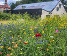 Instant Sunshine 100% Seed Mix (Annual & Perennial)