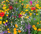 Hardy Annual 100% Wildflower Seed Mix