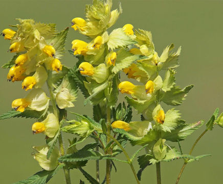 Yellow Rattle Seed - hemi-parasitic annual wildflower species