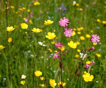 MM5 Clay Soil Meadow Mixture (Grass & Wildflower Seed)