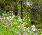 MM11 Partial Shade Meadow Mixture (Grass & Wildflower Seed)