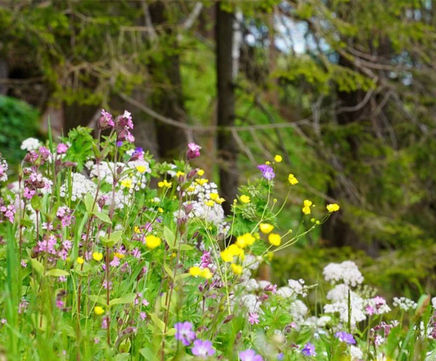 MM11 Partial Shade Meadow Mixture (Grass & Wildflower Seed)