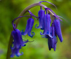 MM10 Woodland Shade Meadow Mixture (Grass & Wildflower Seed)