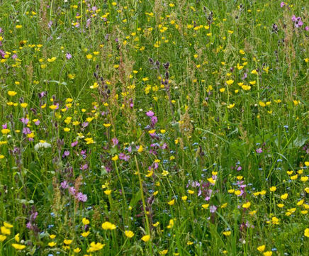 MM9 Calcareous Soil Meadow Mixture (Grass & Wildflower Seed)