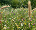 MM6 Wetland Soil Meadow Mixture (Grass & Wildflower Seed)
