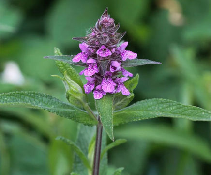 MM2 Acidic Soil Meadow Mixture (Grass & Wildflower Seed)
