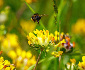 MM13 Green Roofs Meadow Mixture (Grass & Wildflower Seed)