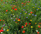 Instant Sunshine Meadow Mixture (Grass & Wildflower Seed)
