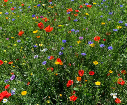 Instant Sunshine Meadow Mixture (Grass & Wildflower Seed)