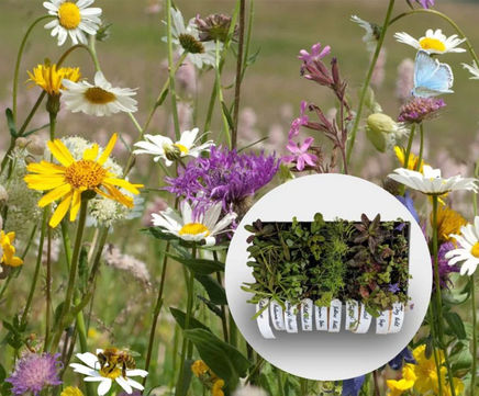 Wildflower Plug Plants | General Summer Mix
