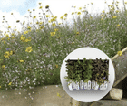 Wildflower Plug Plant Mix for Green Roofs & Sandy Soils