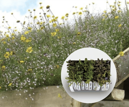 Wildflower Plug Plant Mix for Green Roofs & Sandy Soils