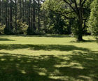 Grass Seed For Partial Shade
