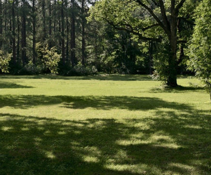 Grass Seed For Partial Shade