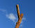 Alto 93010 chestnut lamp post 5