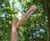 Alto 93010 chestnut lamp post 1