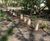 Creating a new woodland play area for RHS Bridgewater 1