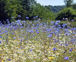 Pro Flora 1 Cornfield Annuals wildflower seed
