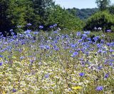 Pro Flora 1 Cornfield Annuals wildflower seed - on this page