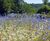 Pro Flora 1 Cornfield Annuals wildflower seed 0