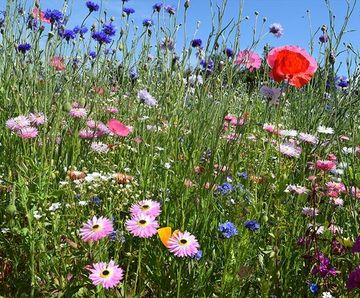 Colour Boost Carnival - high-impact wildflower mixture