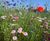 Colour Boost Carnival - high-impact wildflower mixture 0