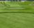 MM50 grass seed mixture for golf tees, fairways and divot repairs 0
