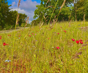 DLF wildflowers help Celtic Manor achieve GEO Certified status