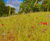 DLF wildflowers help Celtic Manor achieve GEO Certified status 0
