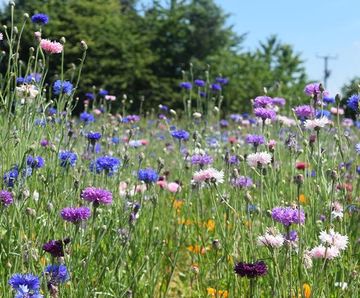 Colour Boost Floral Carpet high-impact wildflower mix