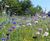 Colour Boost Floral Carpet high-impact wildflower mix 0