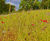 Colour Boost Floral Carpet high-impact wildflower mix 2
