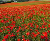 Colour Boost Poppy wildflower seeds - on this page