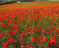 Colour Boost Poppy wildflower seeds