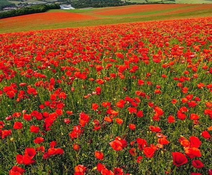 Colour Boost Poppy wildflower seeds