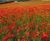 Colour Boost Poppy wildflower seeds 0