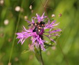 Pro Flora 4 Calcareous Soils wildflower seed - on this page