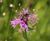 Pro Flora 4 Calcareous Soils wildflower seed 0