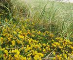 Pro Flora 16 Coastal wildflower mix