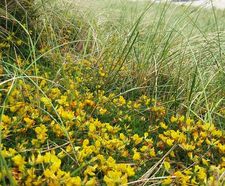 Pro Flora 16 Coastal wildflower mix