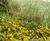 Pro Flora 16 Coastal wildflower mix 0